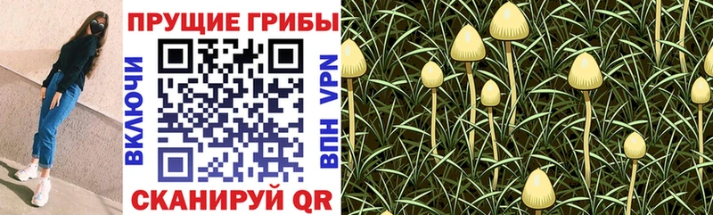 Купить закладки  Велиж  Галлюциногенные грибы Cubensis 